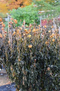 many yellow flowers are growing in the garden