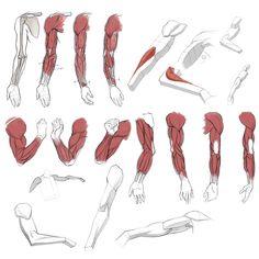 the muscles are shown in different positions