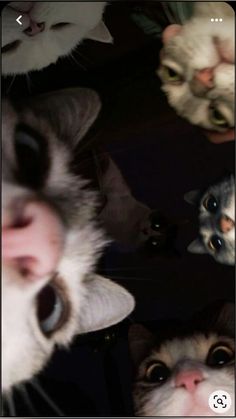 several cats looking up at the camera with their eyes wide open and one cat's nose showing