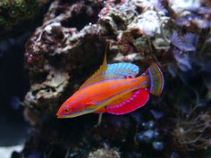 an orange and blue fish is swimming in the water near some corals with algae