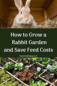 a rabbit sitting in the middle of a garden with text overlay reading how to grow a rabbit garden and save feed costs