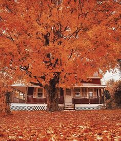 an orange tree in front of a house with fall leaves on the ground around it