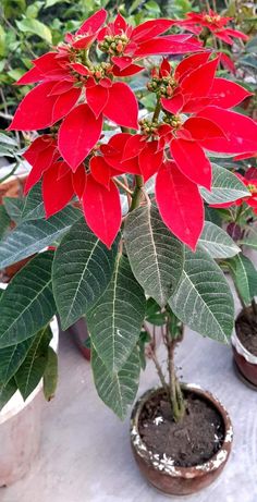 three potted plants with red flowers and green leaves