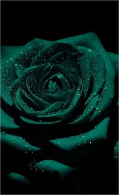 a green rose with drops of water on it's petals and the center is black