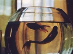 a fish in a bowl that is sitting on a table