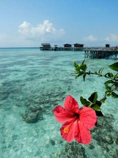 a red flower sitting on top of a sandy beach