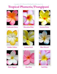 tropical plumeria franigani flowers are shown in different colors and sizes, with the names