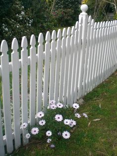 white picket fence with daisies growing in the grass