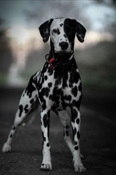 a black and white dog standing on top of a road