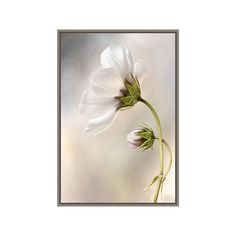 two white flowers are in front of a blurry background