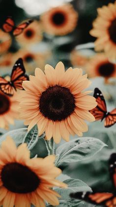 sunflowers and butterflies are in the foreground