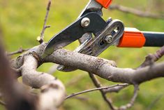 an orange and black pair of scissors cutting the branches of a tree with pliers