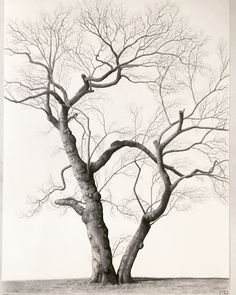 a drawing of a tree with no leaves