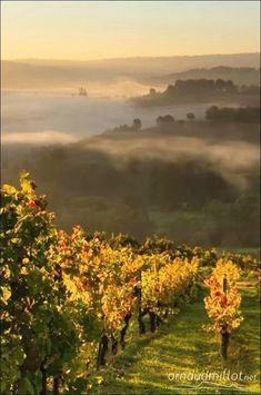 fog covers the valley and trees in autumn