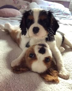 two puppies laying on top of each other with their paws up in the air