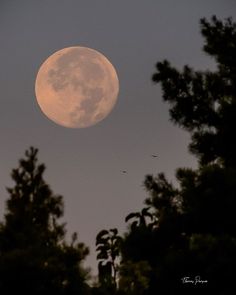 the full moon is seen through some trees