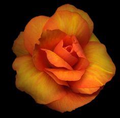 an orange rose with yellow petals on a black background