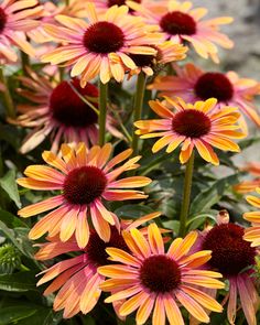 many orange and yellow flowers with green leaves