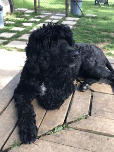 a black dog laying on top of a wooden deck