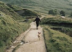 a person walking down a dirt road with a dog and sheep in the back ground