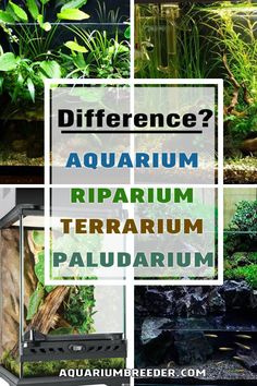 different types of aquariums with text overlay