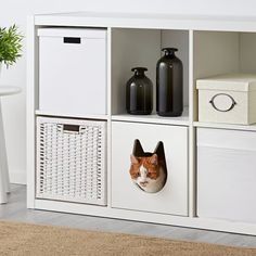 an orange and white cat peeking out of a hole in a bookcase with two black vases