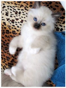 a white kitten with blue eyes standing on its hind legs