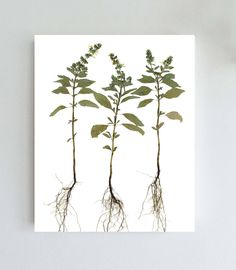 three plants with roots and leaves on a white background canvas print wall art - product images