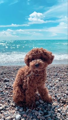 a brown dog sitting on top of a pebble covered beach next to the ocean