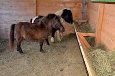 two ponies standing next to each other in a barn with hay on the floor