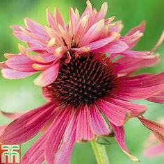 a close up of a pink flower with blurry background