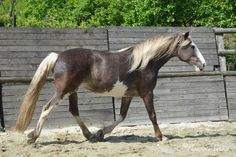 a brown and white horse is walking in the sand near a wooden fence with trees behind it