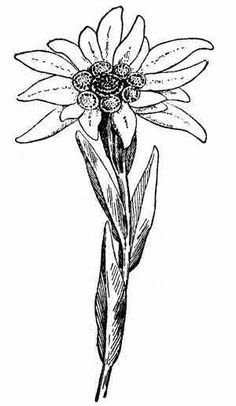 Edelweiss Tattoo, Flower Tattoo Stencils, Blackwork Embroidery Patterns, Alpine Flowers, Edelweiss Flower, Blackwork Embroidery, Nature Tattoos, Flower Coloring Pages, Botanical Drawings