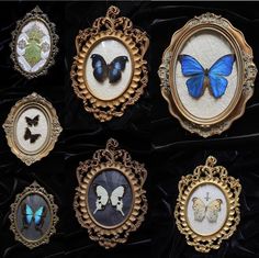 six framed pictures with butterflies in them on a black velvet covered tablecloth, one is gold and the other is blue