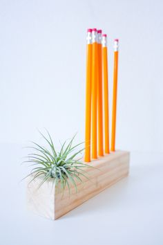 four orange pencils are sitting on a wooden holder with air plant in the middle