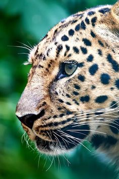 a painting of a leopard in the grass