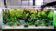 an aquarium filled with green plants and rocks