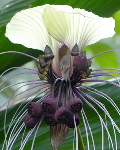 a large white flower with purple stamens