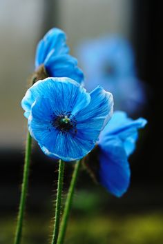 three blue flowers are in a vase