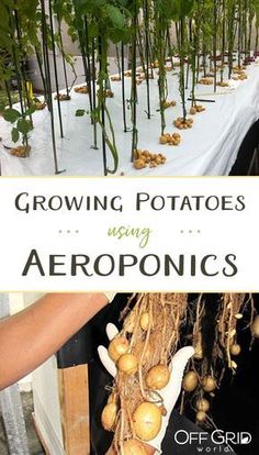 growing potatoes using aeroponics is an easy and fun way to learn how to grow them