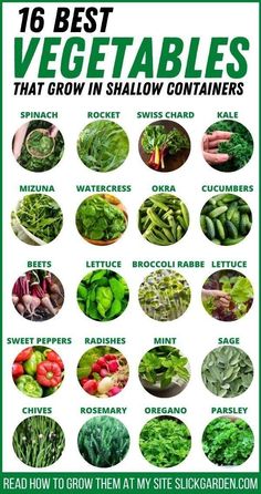 vegetables that grow in shallow containers with the title, 16 best vegetables that grow in shallow containers