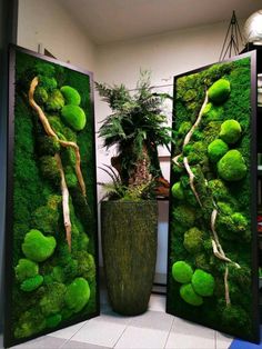 three green moss covered walls in a room with a planter and potted tree