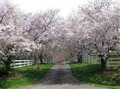 the road is lined with blooming trees on both sides and white fences in the background