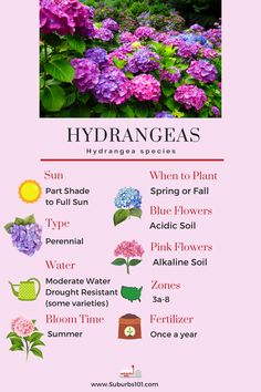 hydrangeas and other flowers are shown in this poster