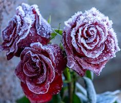 three red roses covered in ice and snow