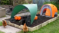 two chickens and one chicken in a small garden with an orange tent on the side