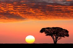 horses and birds are silhouetted against an orange sunset