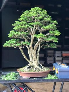 a bonsai tree sitting on top of a table next to a blue container filled with plants