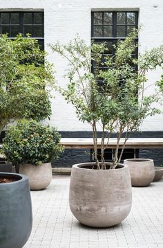 several potted trees in front of a white building