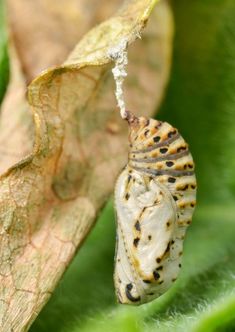 a close up of a caterpillar on a leaf with water coming from it